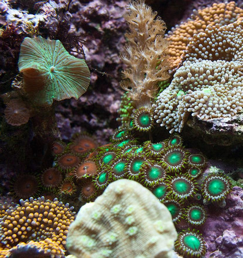 Rated #1: Corals Inverts - Zoanthus Sp. - Colony Polyp Stocking In 37 Gallons Tank - Closeup section of my tank