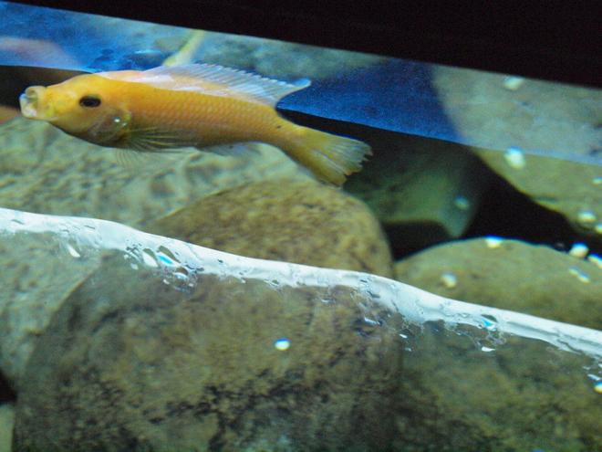 freshwater fish - gyrinocheilos aymonieri - gold algae eater stocking in 55 gallons tank - From above