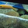freshwater fish - gyrinocheilos aymonieri - gold algae eater stocking in 55 gallons tank - From above