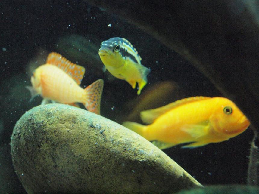 Rated #1288: Freshwater Fish - Melanochromis Auratus - Auratus Cichlid Stocking In 55 Gallons Tank - 3 African Cichlids
