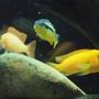 freshwater fish - melanochromis auratus - auratus cichlid stocking in 55 gallons tank - 3 African Cichlids