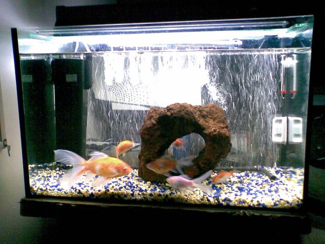 30 gallons freshwater fish tank (mostly fish and non-living decorations) - Picture of goldfish setup
aquaworld 800 ltr keeps tank fairly clean!