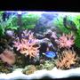 27 gallons reef tank (mostly live coral and fish) - reef tank