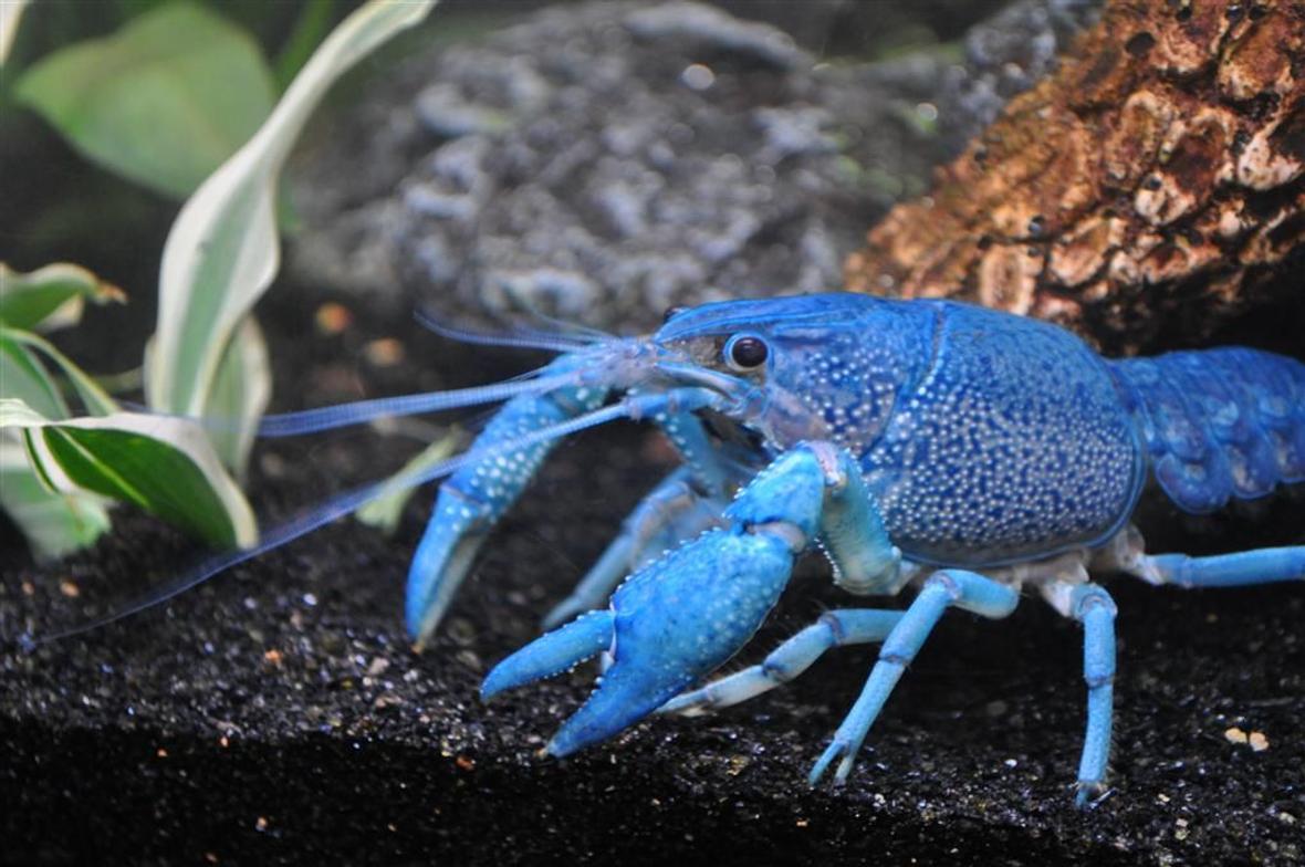 corals inverts - procambarus sp. - hammers cobalt blue lobster stocking in 55 gallons tank - My Cobalt Blue Lobster.