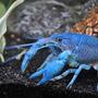 corals inverts - procambarus sp. - hammers cobalt blue lobster stocking in 55 gallons tank - My Cobalt Blue Lobster.