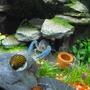fish tank picture - My Blue Lobster