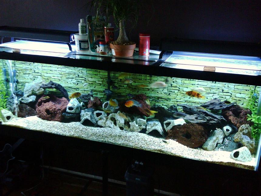 Rated #102: 125 Gallons Freshwater Fish Tank - 125 Gallon Cichlid Tank. Two months old and still under construction.