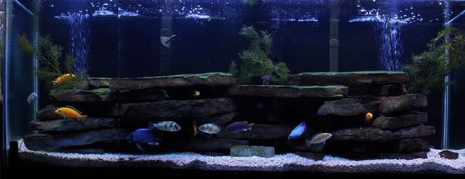 55 gallons freshwater fish tank (mostly fish and non-living decorations) - 55 gallons with mostly Mbuna and 1 Victorian species