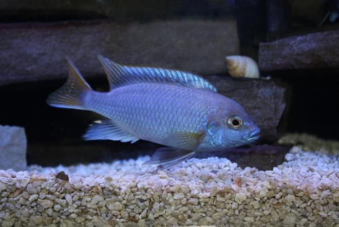 freshwater fish - pseudotropheus acei - acei cichlid stocking in 55 gallons tank - My big male yellow tail acei.  He's about 4 inches now, I got him at a little over 2 inches.