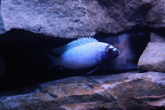 freshwater fish - pseudotropheus polit - polit cichlid stocking in 55 gallons tank - My male Pseudotropheus polit.  He's fairly shy most of the time, but came out for this picture :)