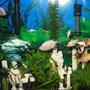 26 gallons freshwater fish tank (mostly fish and non-living decorations) - My fish tank yey