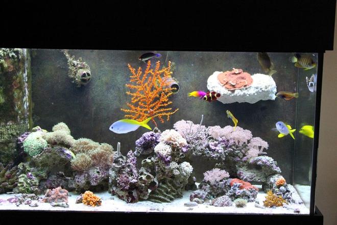 90 gallons reef tank (mostly live coral and fish) - lps and sps hard corals and soft coral. 90gallon reef running 1 year. Still in the process of adding corals. Please let me know of any ways I can make it look better.
