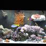 90 gallons reef tank (mostly live coral and fish) - lps and sps hard corals and soft coral. 90gallon reef running 1 year. Still in the process of adding corals. Please let me know of any ways I can make it look better.