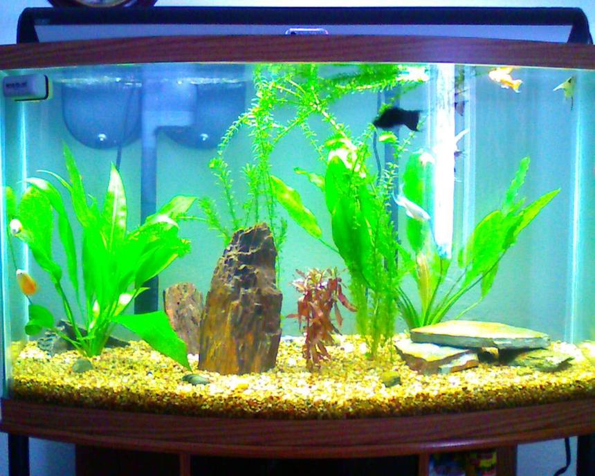 Rated #207: 46 Gallons Planted Tank - Front view of my 46 gallon bow front tank