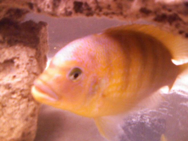 freshwater fish - maylandia lombardoi - kenyi cichlid stocking in 55 gallons tank