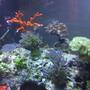 fish tank picture - More of my SPS