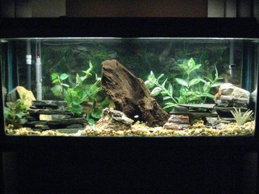 Rated #37: 55 Gallons Freshwater Fish Tank - Size: 55 gallon
Filter: Fluval 405 Canister
Heater: VisiTherm Heater

Decor:
Malaysian Driftwood
Slate
Rocks
Marina AquaScaper Variety Pack Aquarium Plants

Fish: Cichlids (all fry):
1-100% White Knights Alhiâ€™s
1-Ruby Red (Split Gene)
1-Banga Sunshine
1-Cherry Red Ngara (Split Gene)
1-Dragon Blood
1-Eureka Red
1-Albino Eureka Red
1-Ruby Red
1-Lwanda Red Top
7-Peacocks (Not sure the names)
3-Albino Reds (Not sure the names)
5-X-Mas Fulu
1-Chinese Algae Eater