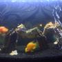 400 gallons freshwater fish tank (mostly fish and non-living decorations) - parrot fish tank