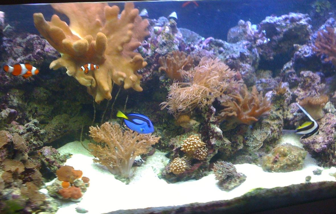 400 gallons reef tank (mostly live coral and fish) - my 4ft reef so far.