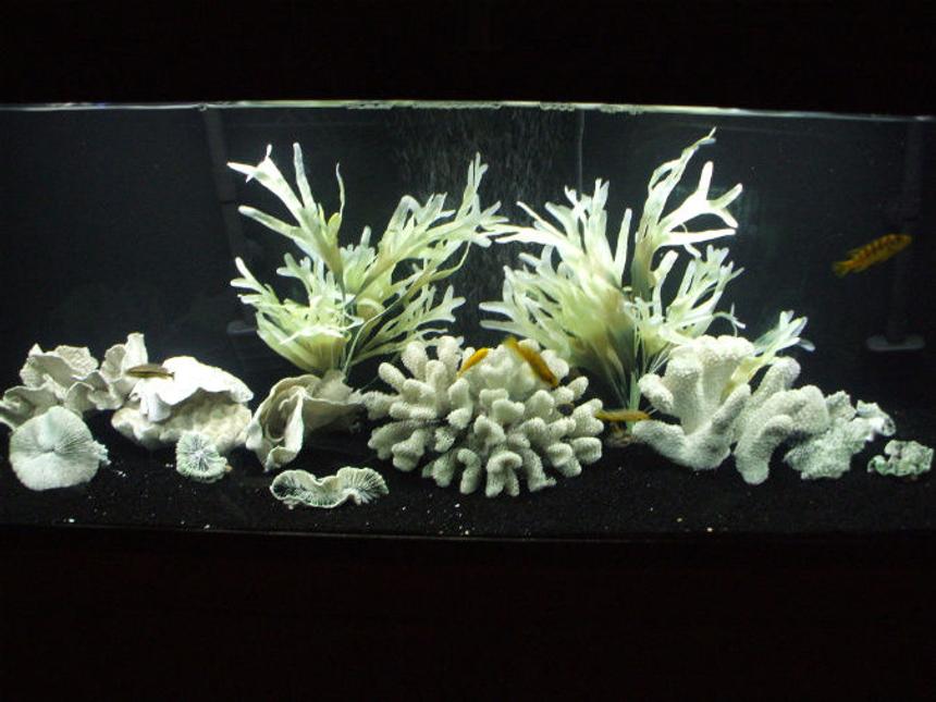 Rated #163: 55 Gallons Freshwater Fish Tank - my fav setup i have ever made