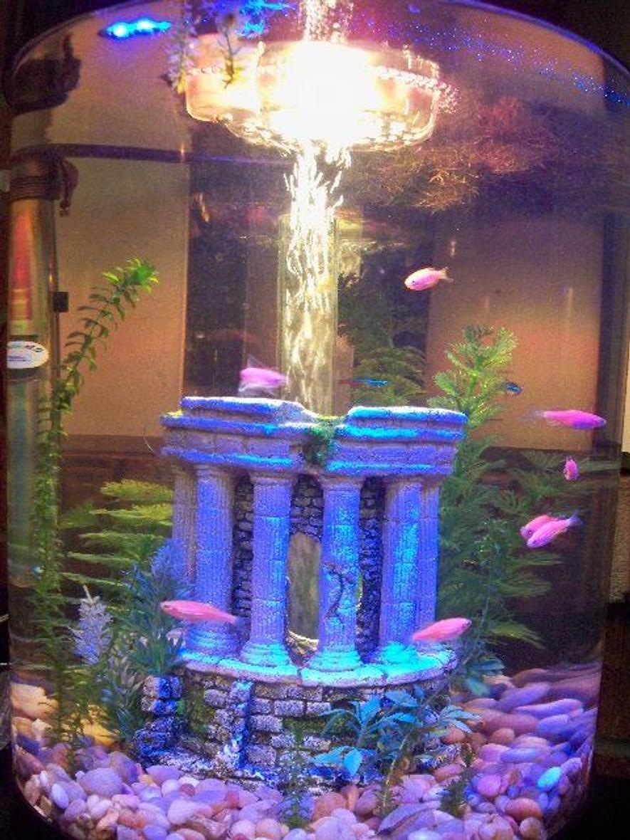 Rated #190: 70 Gallons Freshwater Fish Tank - 9 gallon biube.
Comment please?