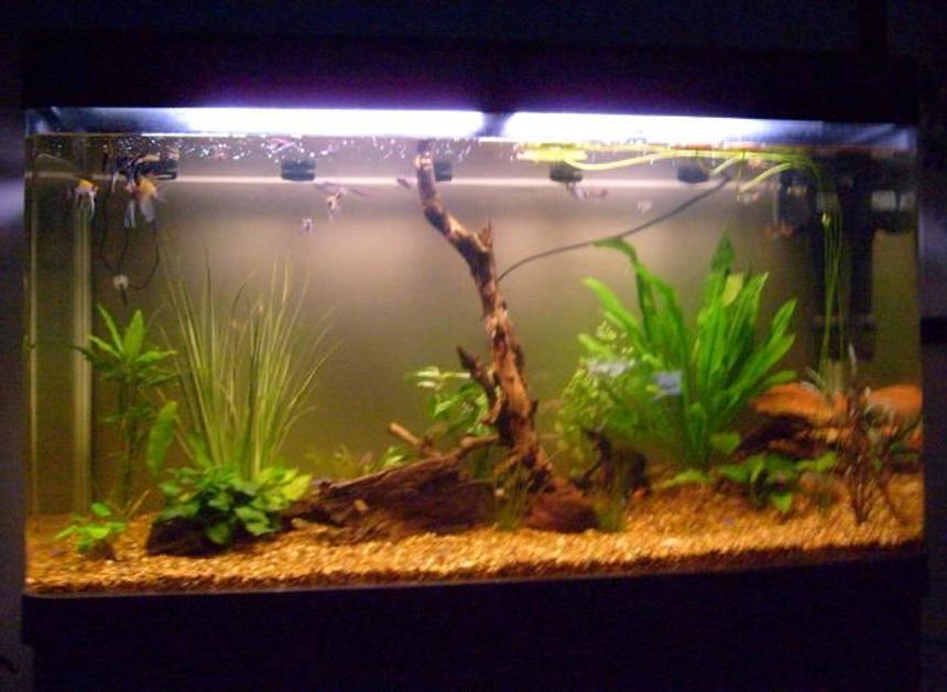 Rated #181: 79 Gallons Planted Tank - My 79 Gallon South American/Amazon Tank.
