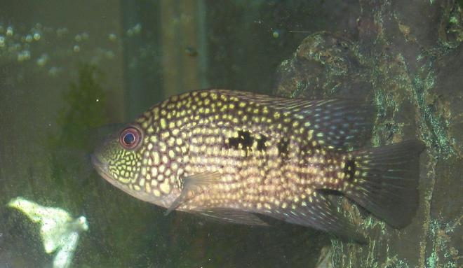freshwater fish - herichthys cynoguttatus - texas cichlid stocking in 45 gallons tank - texas cichlids