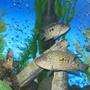 freshwater fish - herichthys carpinte - green texas cichlid stocking in 45 gallons tank