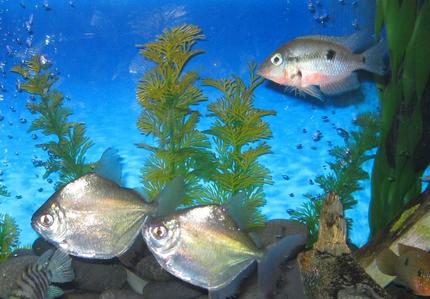 freshwater fish - metynnis argenteus - silver dollar stocking in 45 gallons tank - silver dollars with firemouth