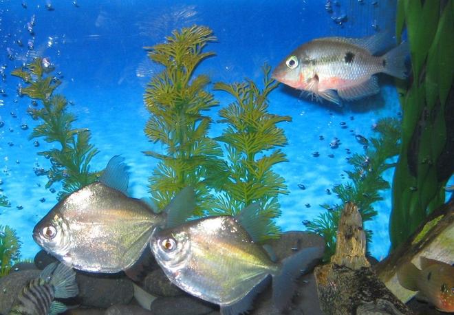 freshwater fish - metynnis argenteus - silver dollar stocking in 45 gallons tank - silver dollars with firemouth