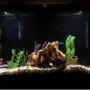 60 gallons freshwater fish tank (mostly fish and non-living decorations) -