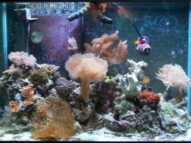 65 gallons reef tank (mostly live coral and fish) - whole tank