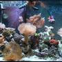 65 gallons reef tank (mostly live coral and fish) - whole tank