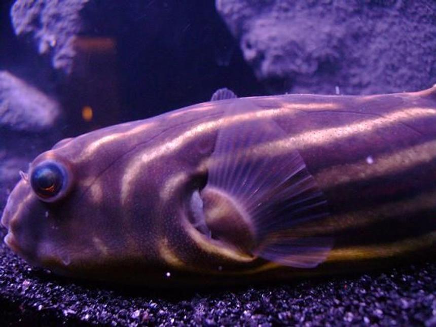 Rated #53: Freshwater Fish - Tetraodon Lineatus - Fahaka Puffer Stocking In 30 Gallons Tank - My puffer