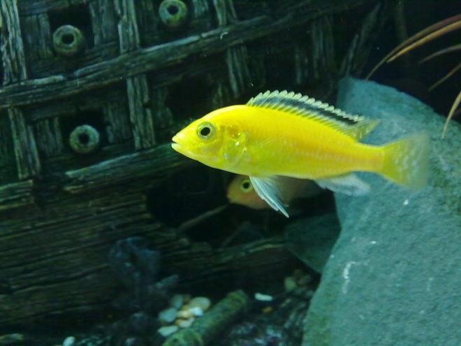 freshwater fish - labidochromis caeruleus - electric yellow cichlid stocking in 90 gallons tank - One of my Labidochromis caeruleus

(Yellow lab)