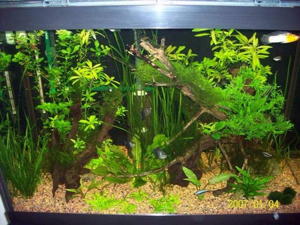 65 gallons planted tank (mostly live plants and fish) - Low light planted