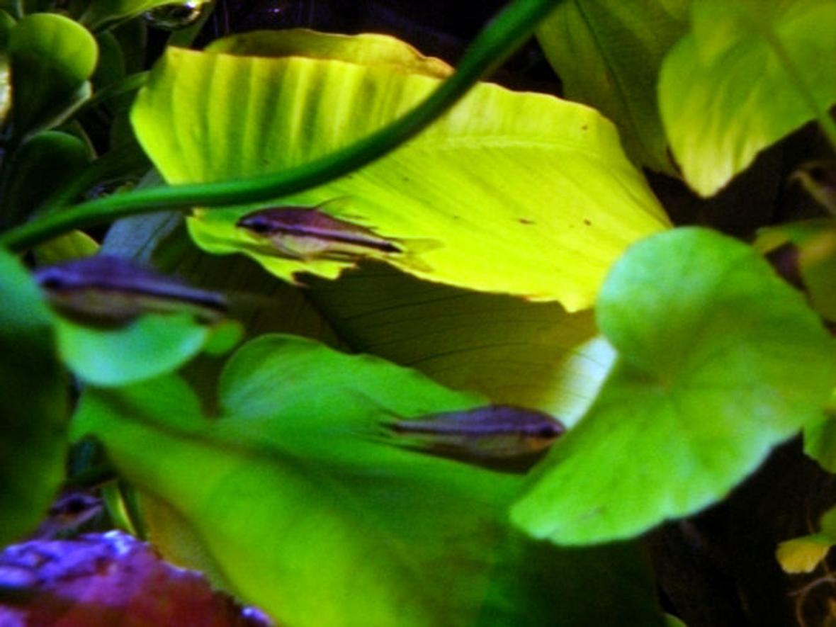 freshwater fish - corydoras pygmaeus - pygmy cory cat stocking in 5 gallons tank - 5 of my pygmy cories.