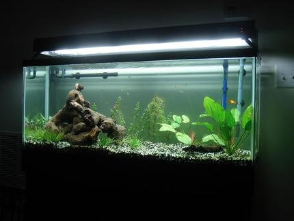 55 gallons planted tank (mostly live plants and fish) - Our first attempt at a freshwater planted tank, two months in.