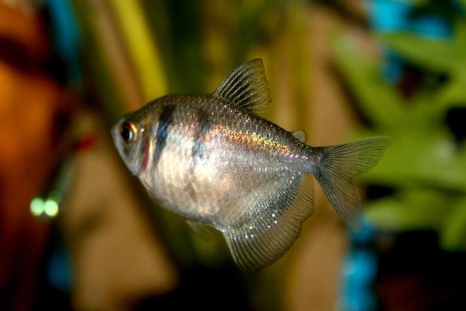 freshwater fish - gymnocorymbus sp. - black skirt tetra stocking in 33 gallons tank - black widow tetra