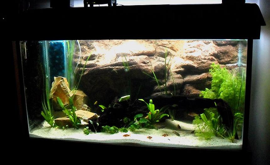 Rated #94: 120 Gallons Freshwater Fish Tank - Recently established 4x2x2 African cichlid tank. I installed the cut to size 3D rock backing and constructed a moss wall on the left side. Silico sand substrate. Live plants.