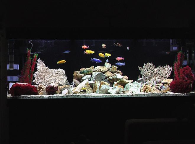 100 gallons freshwater fish tank (mostly fish and non-living decorations) - African Cichlid Tank
