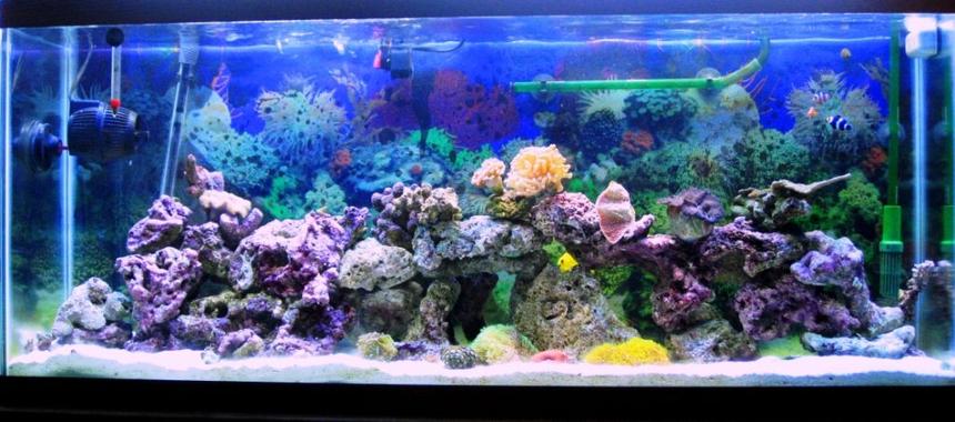 Rated #49: 55 Gallons Reef Tank