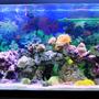 55 gallons reef tank (mostly live coral and fish)