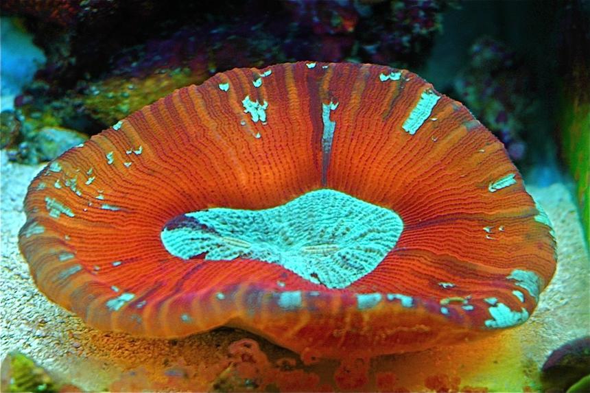 Rated #6: Corals Inverts - Trachyphyllia Geoffroyi - Brain Coral Stocking In 10 Gallons Tank - Red and Green Trachophyllia