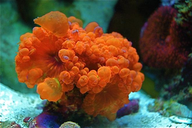 corals inverts - blastomussa wellsi - blastomussa coral stocking in 10 gallons tank - Blastomussa Welsii
