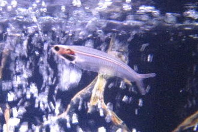 freshwater fish - kryptopterus bicirrhis - ghost glass cat stocking in 55 gallons tank - Mr.Glass this cats been here from day one.