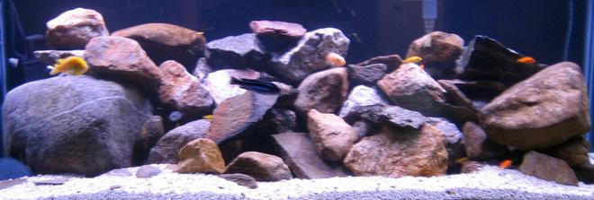 75 gallons freshwater fish tank (mostly fish and non-living decorations) - Malawi 75 Gallon