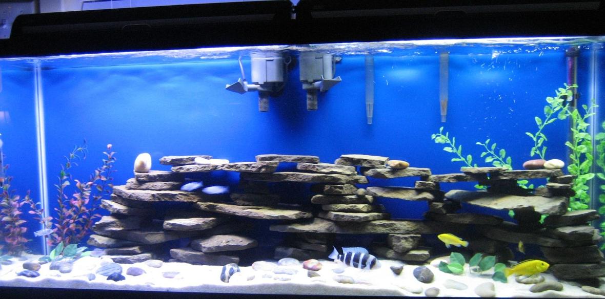 55 gallons freshwater fish tank (mostly fish and non-living decorations) - my 55