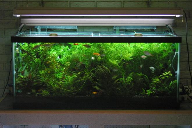 75 gallons planted tank (mostly live plants and fish) - 75 gallon planted tank.  My first planted fish tank.  It has been up for 8 months now.  DIY Co2 system.

Types of live Plants.

Water sprite, Anachris, ludwigia, Money wart, Uroguayensis sward, Brazilin water weed, Water Hedge, Lace Java fern. Flourite black substrate for planted tanks.