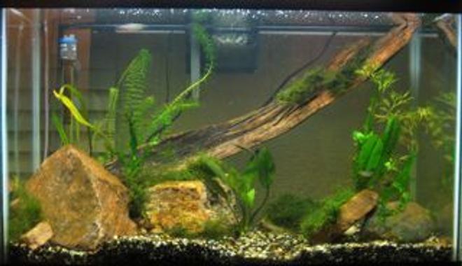 29 gallons planted tank (mostly live plants and fish) - newly planted tank
